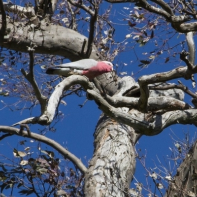 Eolophus roseicapilla (Galah) at The Pinnacle - 15 Oct 2016 by Alison Milton