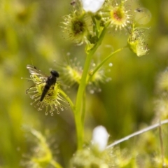 Drosera (genus) (A Sundew) at Dunlop, ACT - 16 Oct 2016 by AlisonMilton