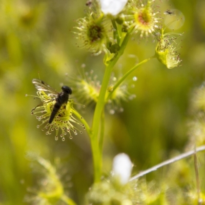 Drosera (genus) (A Sundew) at Dunlop, ACT - 16 Oct 2016 by AlisonMilton