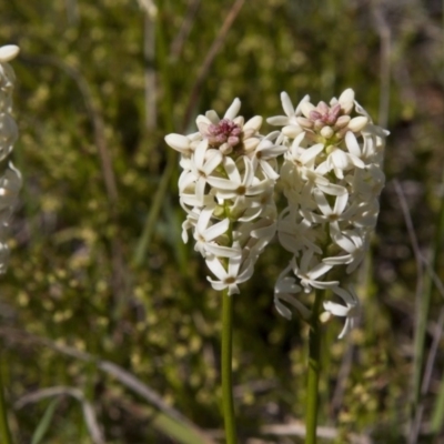 Stackhousia monogyna (Creamy Candles) at The Pinnacle - 15 Oct 2016 by AlisonMilton