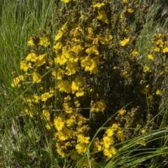 Hibbertia calycina (Lesser Guinea-flower) at The Pinnacle - 16 Oct 2016 by AlisonMilton