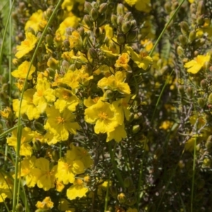 Hibbertia calycina at Dunlop, ACT - 16 Oct 2016 09:37 AM