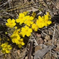 Hibbertia calycina (Lesser Guinea-flower) at The Pinnacle - 16 Oct 2016 by AlisonMilton