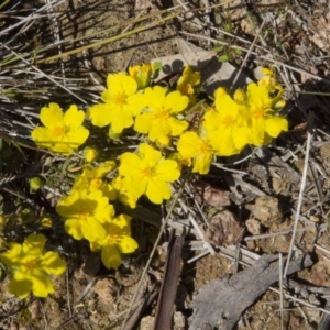 Hibbertia calycina at Dunlop, ACT - 16 Oct 2016