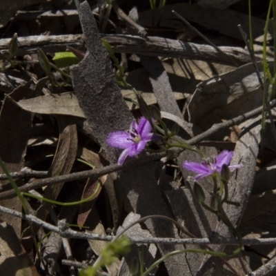 Thysanotus patersonii (Twining Fringe Lily) at Dunlop, ACT - 16 Oct 2016 by AlisonMilton