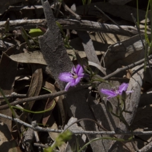 Thysanotus patersonii at Dunlop, ACT - 16 Oct 2016