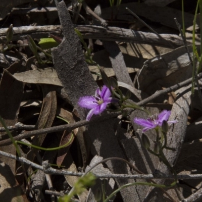 Thysanotus patersonii (Twining Fringe Lily) at Dunlop, ACT - 15 Oct 2016 by AlisonMilton