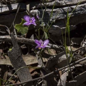 Thysanotus patersonii at Dunlop, ACT - 16 Oct 2016 09:51 AM