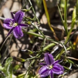 Thysanotus patersonii at Dunlop, ACT - 16 Oct 2016