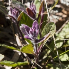 Ajuga australis (Austral Bugle) at Dunlop, ACT - 16 Oct 2016 by AlisonMilton