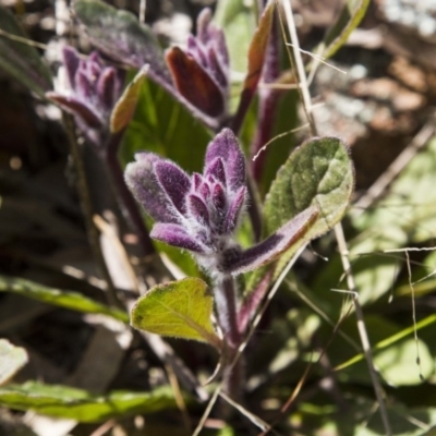 Ajuga australis (Austral Bugle) at Dunlop, ACT - 15 Oct 2016 by AlisonMilton