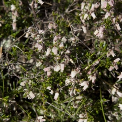 Cryptandra amara (Bitter Cryptandra) at The Pinnacle - 16 Oct 2016 by AlisonMilton