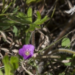 Erodium crinitum (Native Crowfoot) at The Pinnacle - 16 Oct 2016 by AlisonMilton