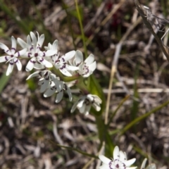 Wurmbea dioica subsp. dioica (Early Nancy) at Dunlop, ACT - 15 Oct 2016 by AlisonMilton