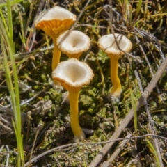 Lichenomphalia chromacea (Yellow Navel) at The Pinnacle - 15 Oct 2016 by Alison Milton