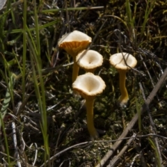 Lichenomphalia chromacea at Dunlop, ACT - 16 Oct 2016