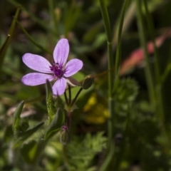 Erodium (genus) (A Storksbill) at Dunlop, ACT - 16 Oct 2016 by AlisonMilton