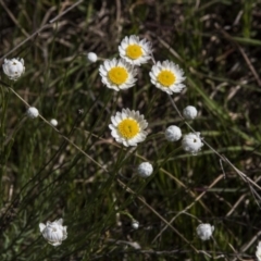 Rhodanthe anthemoides (Chamomile Sunray) at Dunlop, ACT - 15 Oct 2016 by AlisonMilton