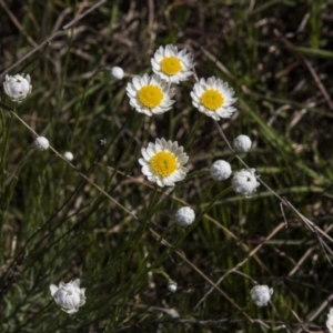 Rhodanthe anthemoides at Dunlop, ACT - 16 Oct 2016