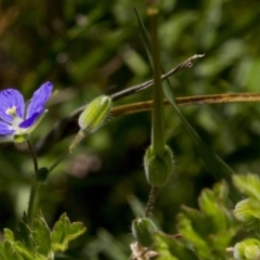 Erodium crinitum (Native Crowfoot) at Dunlop, ACT - 15 Oct 2016 by AlisonMilton