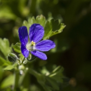 Erodium crinitum at Dunlop, ACT - 16 Oct 2016