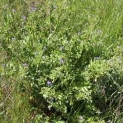 Erodium crinitum at Dunlop, ACT - 16 Oct 2016