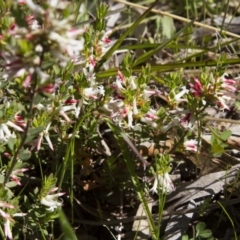 Brachyloma daphnoides (Daphne Heath) at Dunlop, ACT - 15 Oct 2016 by AlisonMilton