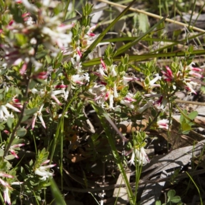 Brachyloma daphnoides (Daphne Heath) at Dunlop, ACT - 16 Oct 2016 by AlisonMilton