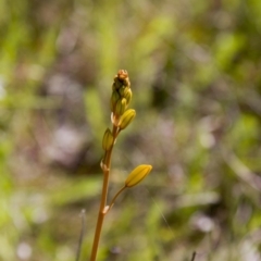 Bulbine bulbosa (Golden Lily, Bulbine Lily) at Dunlop, ACT - 15 Oct 2016 by AlisonMilton