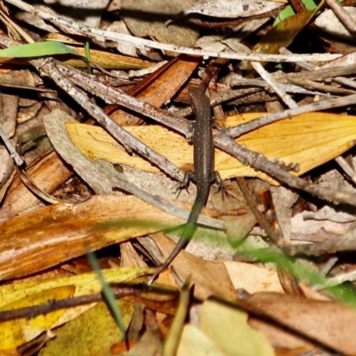 Lampropholis guichenoti (Common Garden Skink) at Merimbula, NSW - 21 May 2017 by RossMannell