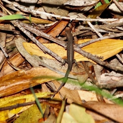 Lampropholis guichenoti (Common Garden Skink) at Merimbula, NSW - 20 May 2017 by RossMannell