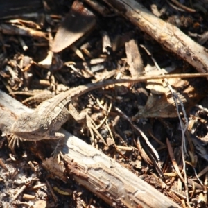 Amphibolurus muricatus at Merimbula, NSW - 21 May 2017