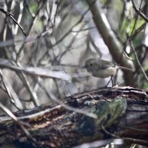 Acanthiza pusilla at Merimbula, NSW - 21 May 2017 11:54 AM