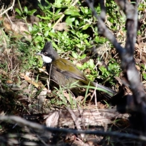 Psophodes olivaceus at Merimbula, NSW - 21 May 2017