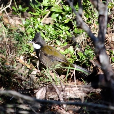 Psophodes olivaceus (Eastern Whipbird) at Merimbula, NSW - 21 May 2017 by RossMannell