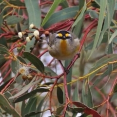 Pardalotus striatus (Striated Pardalote) at Googong, NSW - 18 Aug 2016 by Wandiyali