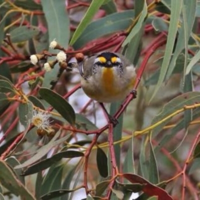 Pardalotus striatus (Striated Pardalote) at Googong, NSW - 18 Aug 2016 by Wandiyali