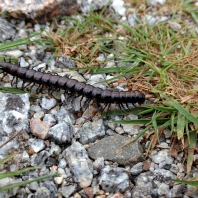 Australiosomatini sp. (tribe) (Millipede) at Kosciuszko National Park - 25 Mar 2017 by MattM