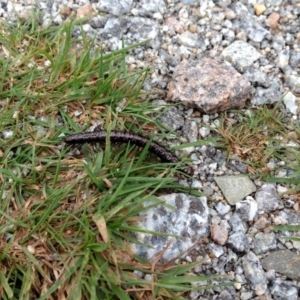 Australiosomatini sp. (tribe) at Kosciuszko National Park, NSW - 25 Mar 2017