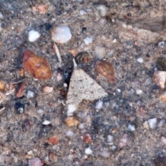 Dichromodes indicataria at Yellow Pinch, NSW - 26 May 2017 by RossMannell