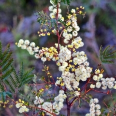 Acacia terminalis subsp. Glabrous form (M.Hancock 94) (Sunshine Wattle) at Yurammie State Conservation Area - 27 May 2017 by RossMannell