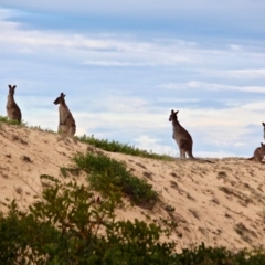 Macropus giganteus (Eastern Grey Kangaroo) at Bournda Environment Education Centre - 29 May 2017 by RossMannell