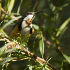 Acanthorhynchus tenuirostris (Eastern Spinebill) at ANBG - 30 Aug 2014 by Alison Milton