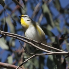 Pardalotus striatus (Striated Pardalote) at Acton, ACT - 30 Aug 2014 by AlisonMilton