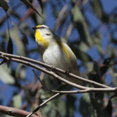 Pardalotus striatus (Striated Pardalote) at Acton, ACT - 30 Aug 2014 by Alison Milton