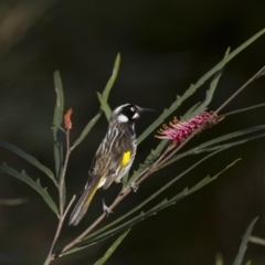 Phylidonyris novaehollandiae (New Holland Honeyeater) at Acton, ACT - 30 Aug 2014 by AlisonMilton