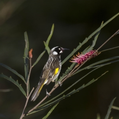 Phylidonyris novaehollandiae (New Holland Honeyeater) at ANBG - 30 Aug 2014 by Alison Milton