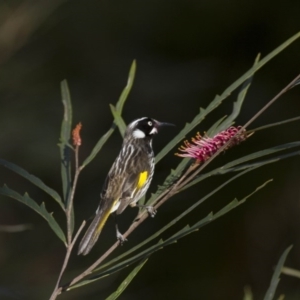 Phylidonyris novaehollandiae at Acton, ACT - 30 Aug 2014