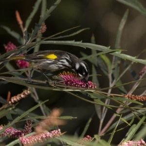 Phylidonyris novaehollandiae at Acton, ACT - 30 Aug 2014 03:32 PM