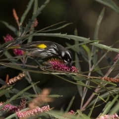 Phylidonyris novaehollandiae at Acton, ACT - 30 Aug 2014